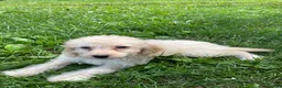 Cockapoo dogs for sale: Lady  - Ad 3