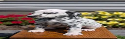 Dalmatian dogs for sale: Rusty - Ad 4