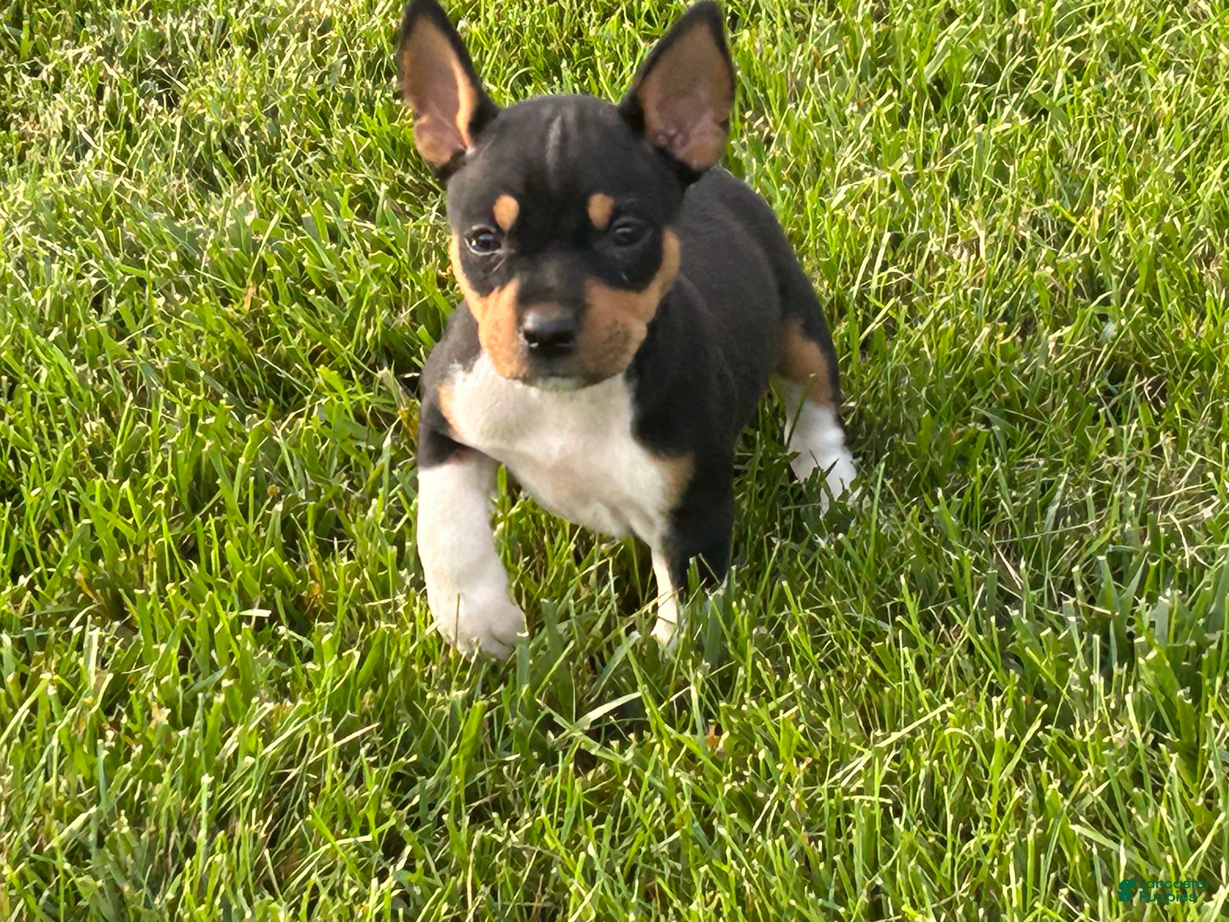 Rat Terrier dogs Old Dominion terrier Bonnie  - Ad 1