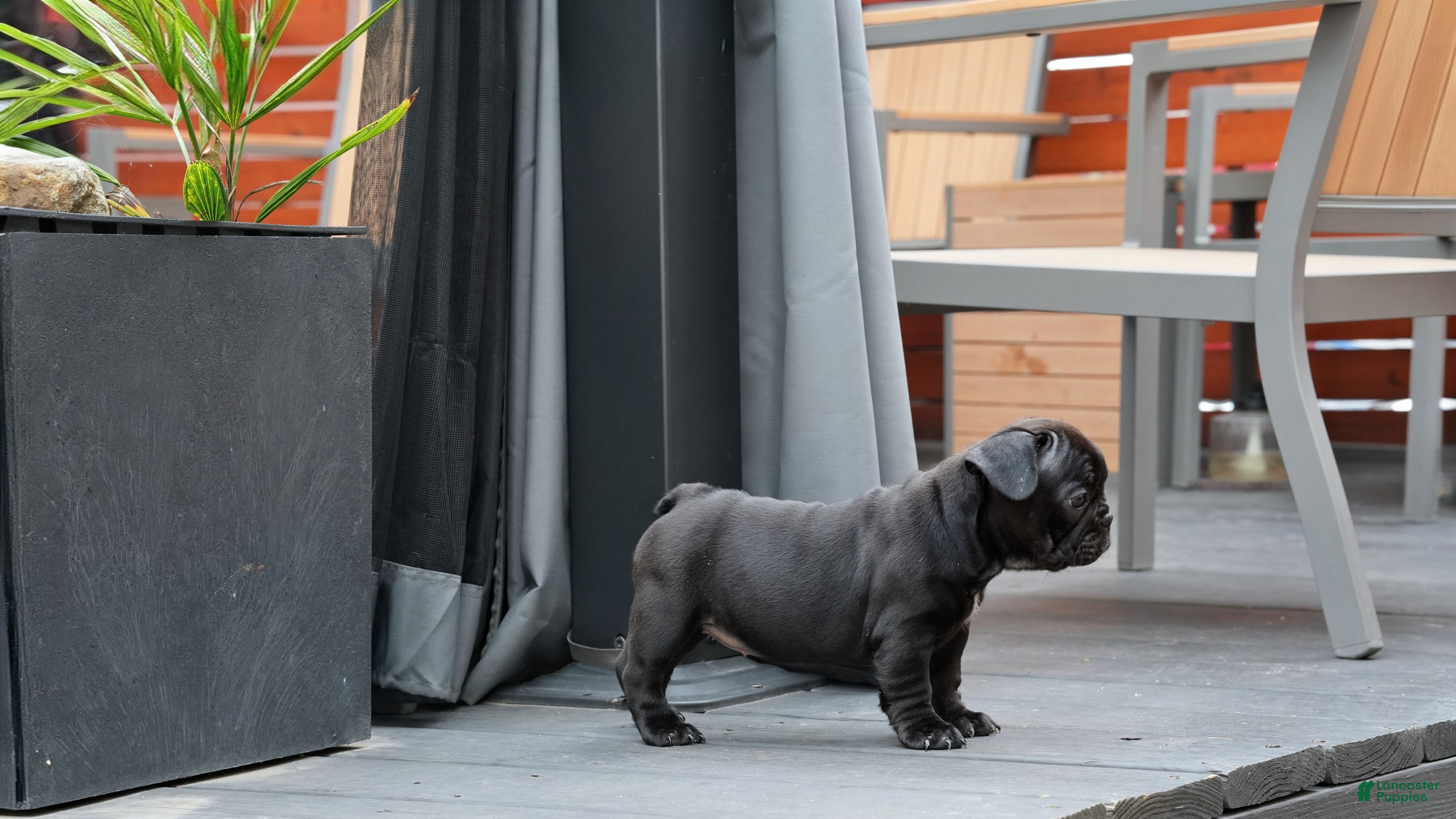 French Bulldog dogs Lilo - Solid Black Female (No brindle) - Ad 2