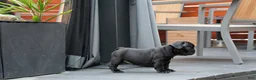 French Bulldog dogs for sale: Lilo - Solid Black Female (No brindle) - Rare - Ad 10