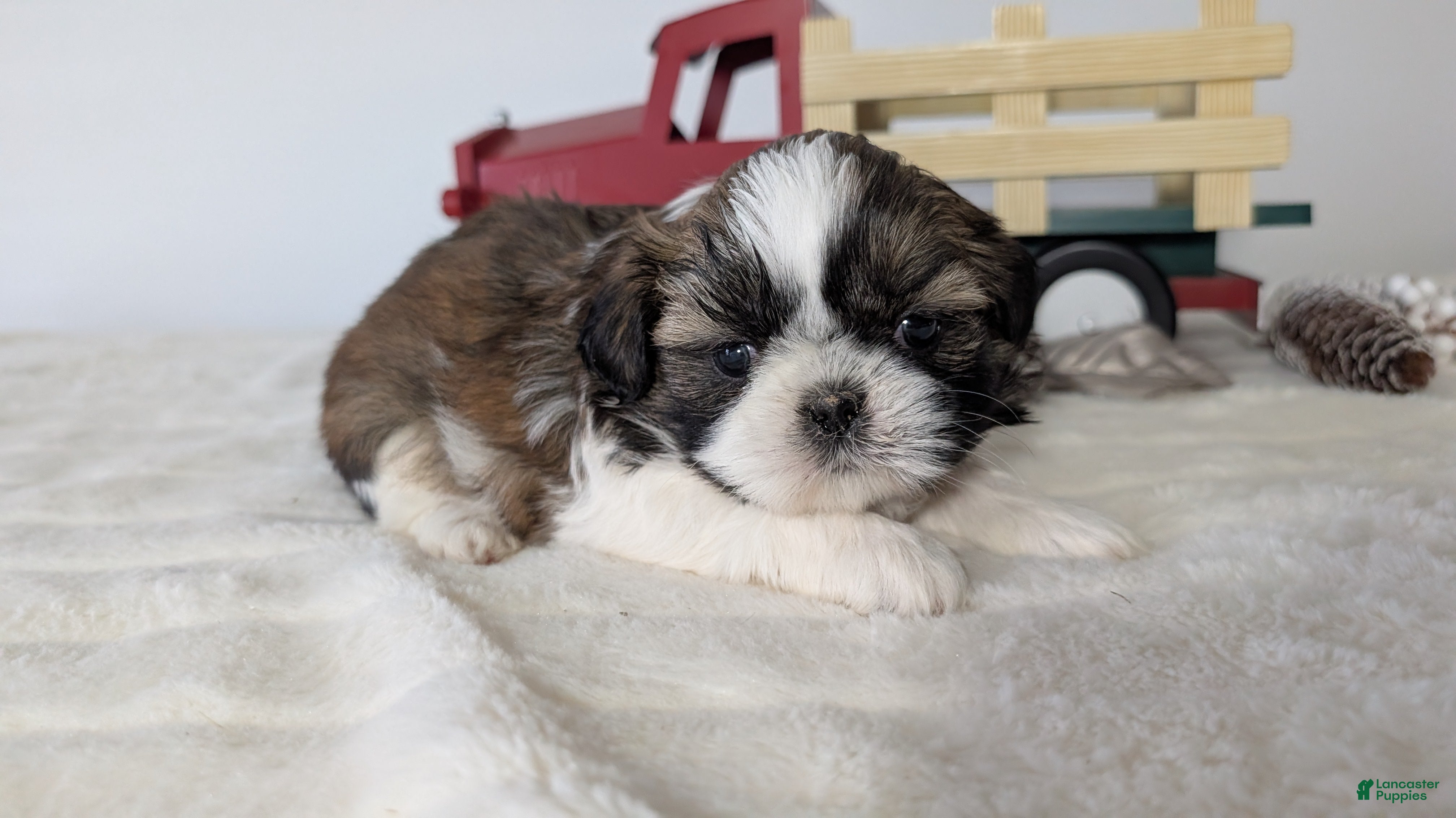 Shih Tzu dogs Turbo - Ad 11