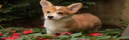 Welsh Corgi Pembroke dogs for sale: Mila Welsh Corgi Pembroke  - Ad 11