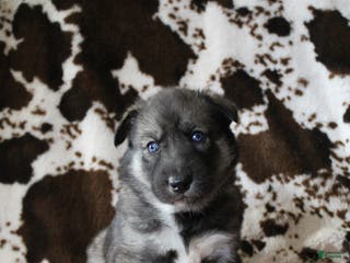 Gerberian Shepsky dogs 6 Red - Ad 11