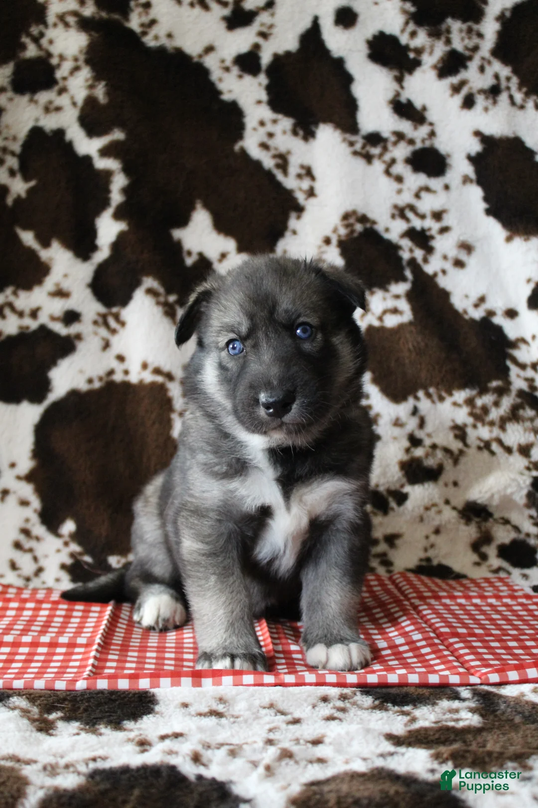 Gerberian Shepsky dogs for sale: 6 Red - Ad 5