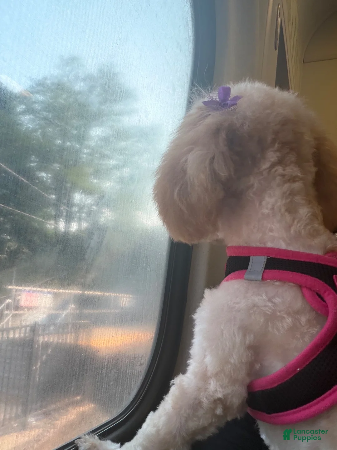 Toy Poodle dogs for sale: Toy Poodle 1 (Nyla) - Ad 4
