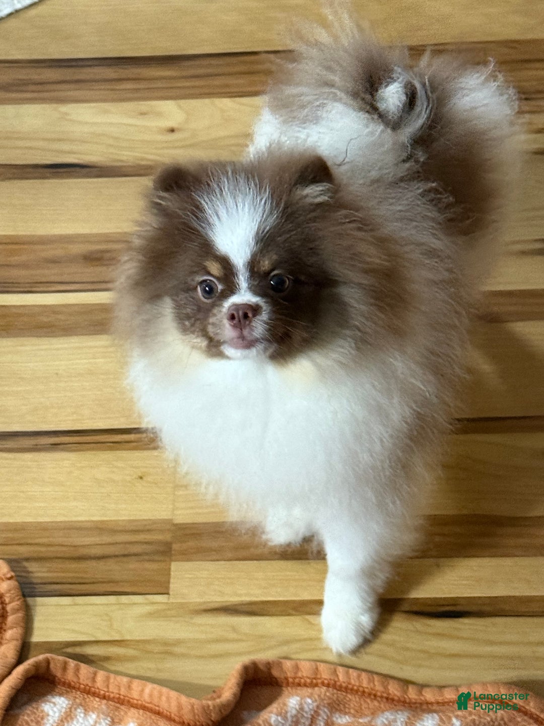 Pomeranian Puppy for sale in Kendallville Lancaster Puppies