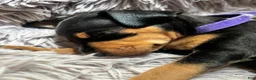 Miniature Pinscher dogs for sale: Miniature Pinscher 1 (plum) - Ad 6