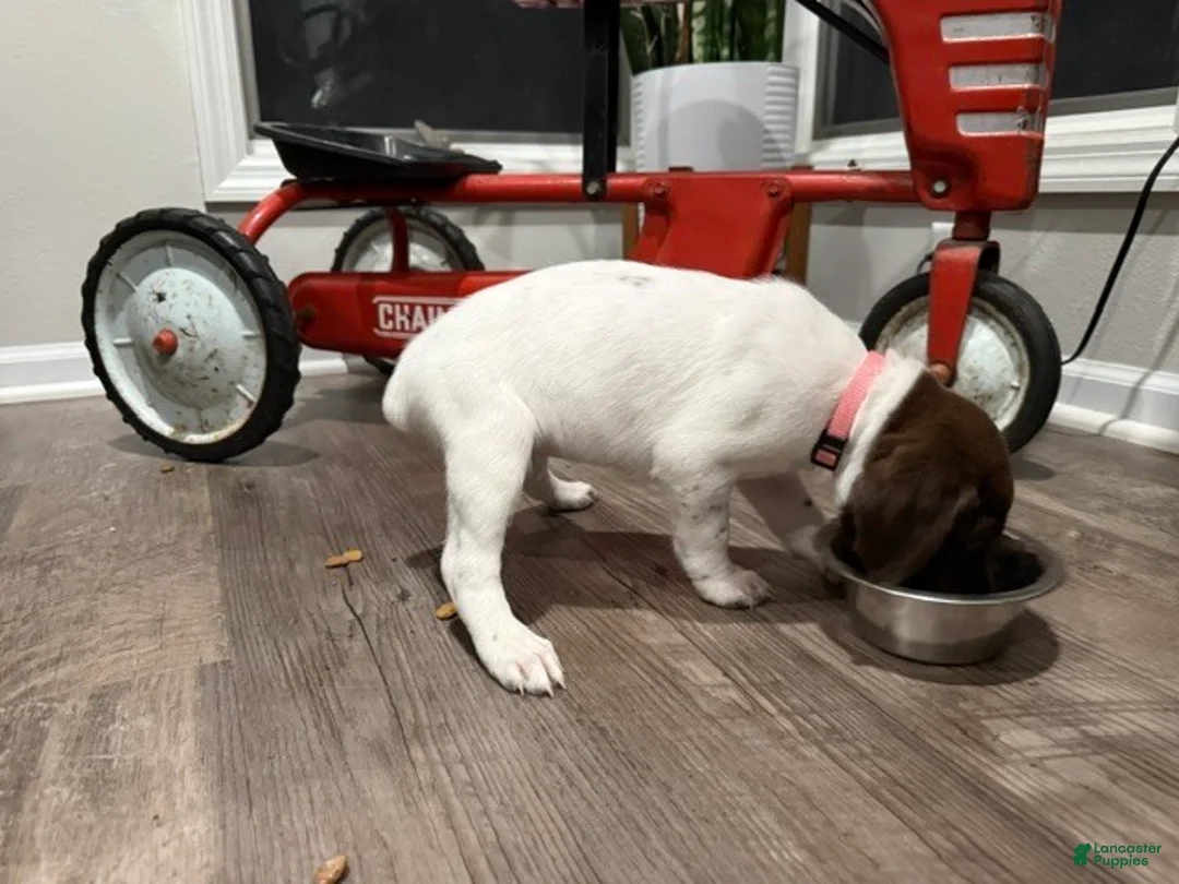 German Shorthaired Pointer dogs for sale: Lainey - Ad 3