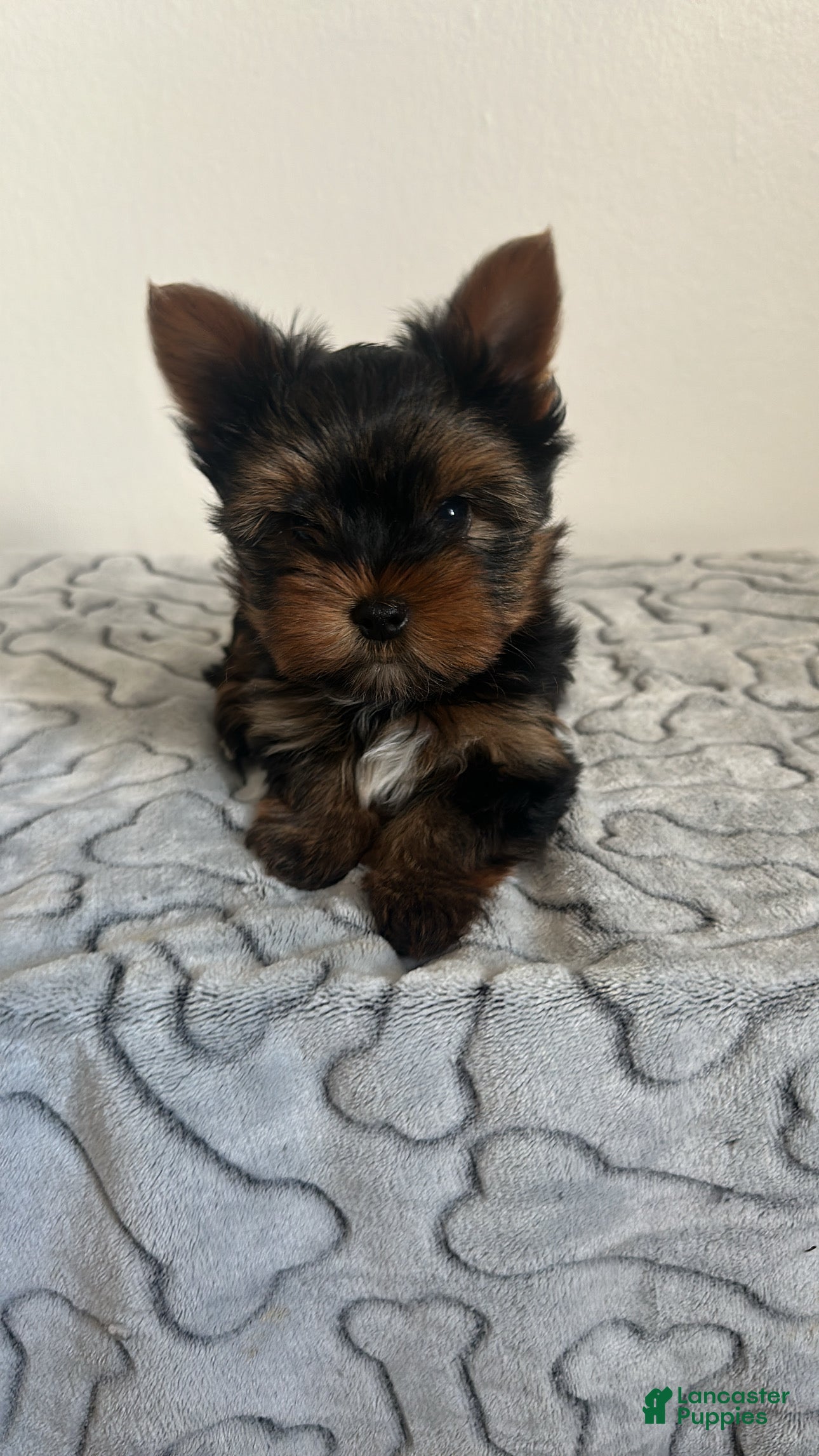 Yorkshire Terrier dogs Teddy - Ad 6