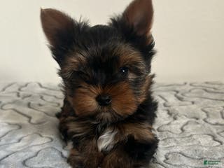Yorkshire Terrier dogs Teddy - Ad 6