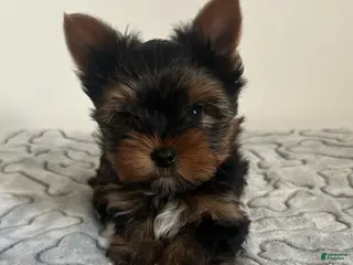 Yorkshire Terrier dogs for sale: Teddy - Ad 2