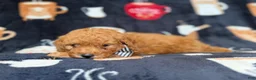 Cavapoo dogs for sale: Lance - Ad 4