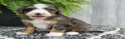 Mini Bernedoodle dogs for sale: Mini Daisy - Ad 4