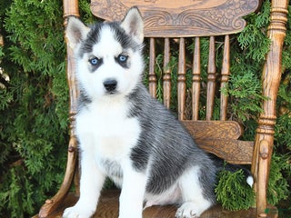 Siberian Husky dogs - Ad 15