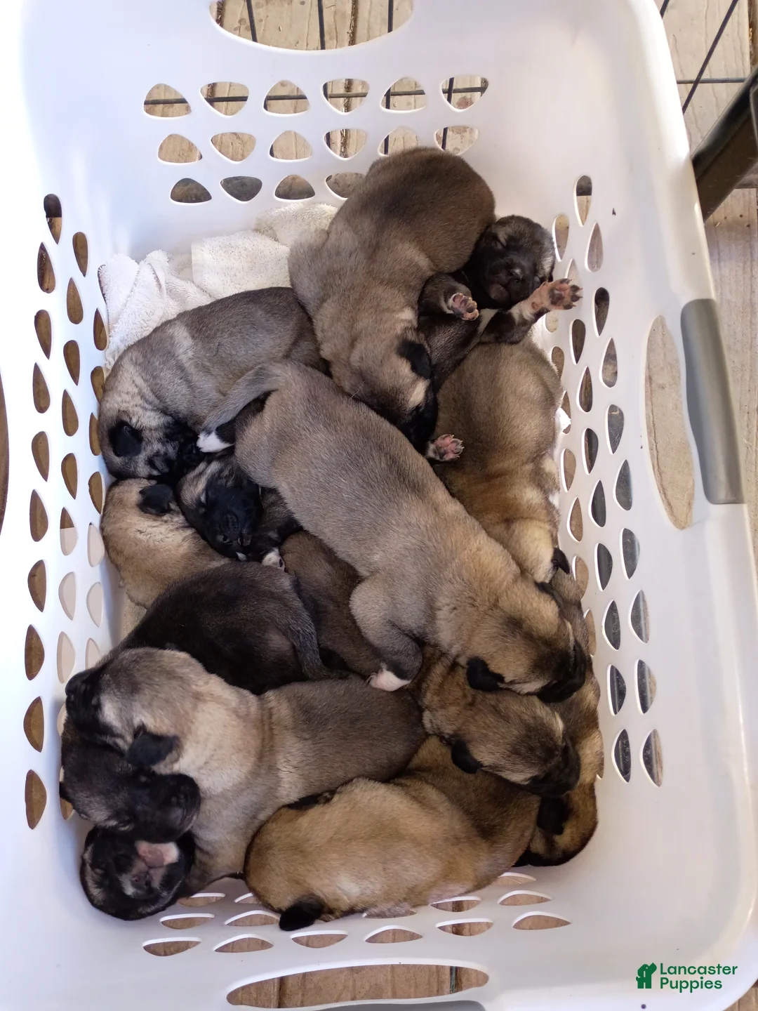 Anatolian Shepherd dogs for sale: Anatolian Shepherd 7 - Ad 1