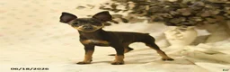 Miniature Pinscher dogs for sale: Doretta - Ad 2