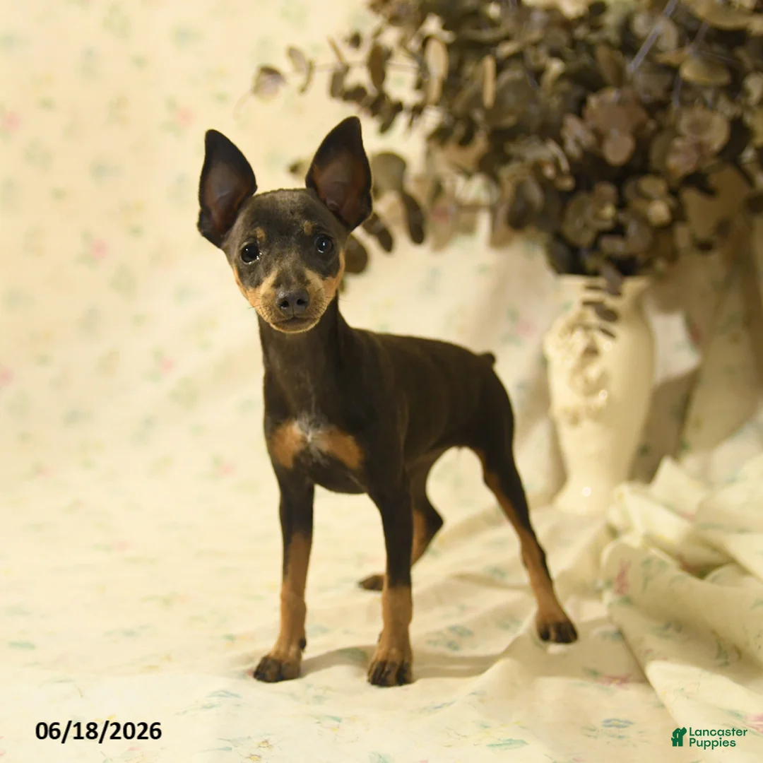 Miniature Pinscher dogs for sale: Doretta - Ad 2