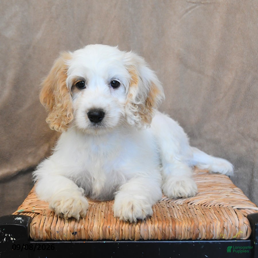 Cockapoo dogs Spritzer - Ad 2