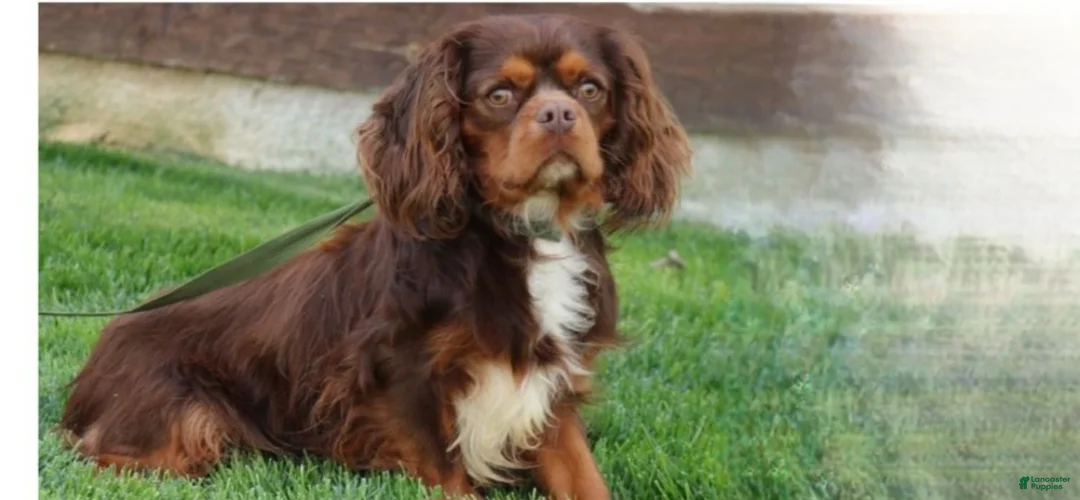 Cavalier King Charles Spaniel dogs for sale: Caramel  - Ad 6