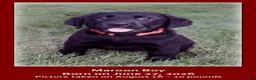 Goldador dogs for sale: Goldador 1 - Ad 1
