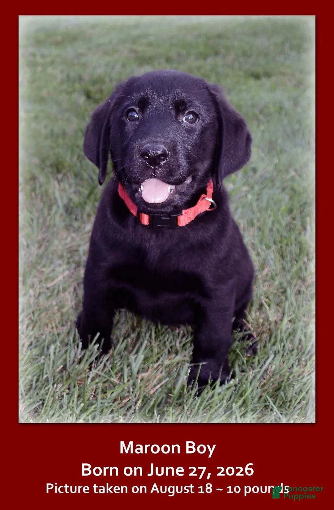 Goldador dogs for sale: Goldador 1 - Ad 1