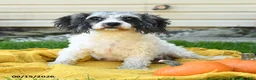 Cavachon dogs for sale: Sweet William - Ad 6