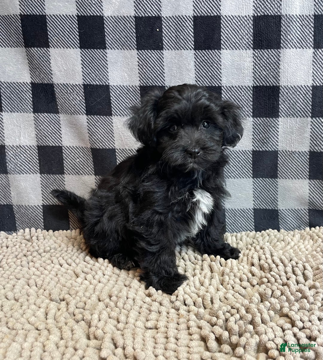 Mixed Breed dogs for sale: Rosie - Ad 2