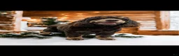 Cocker Spaniel dogs for sale: Fancy - Ad 4