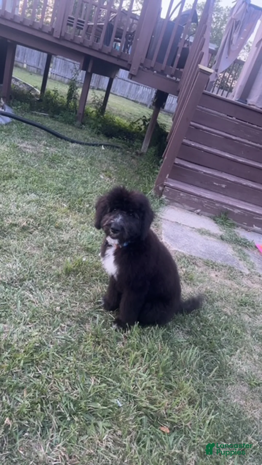 Bernedoodle dogs for sale: Beaux - Ad 2