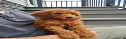 Miniature Poodle dogs for sale: Miniature Poodle 1 - Ad 2