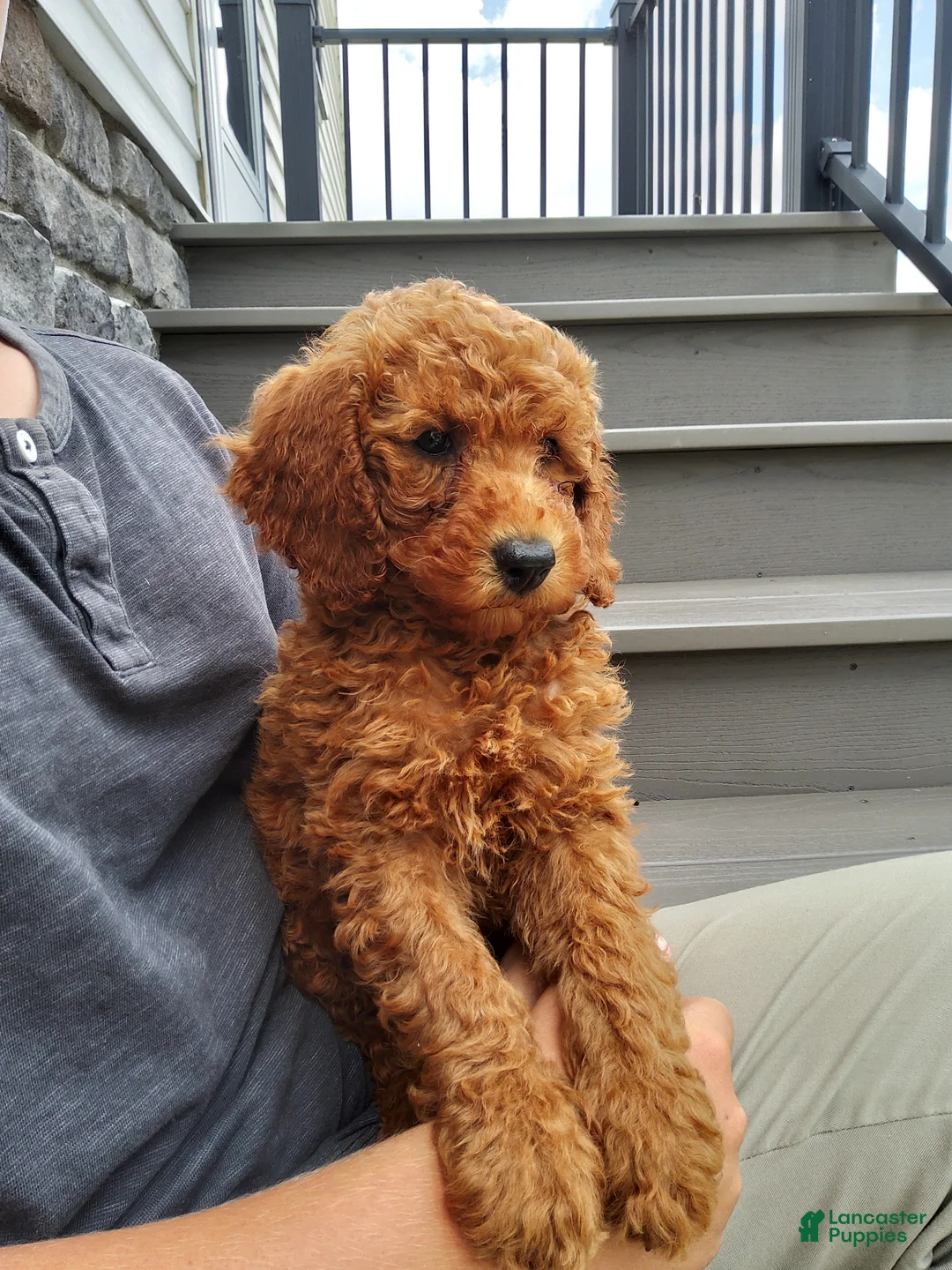 Miniature Poodle dogs for sale: Miniature Poodle 1 - Ad 2