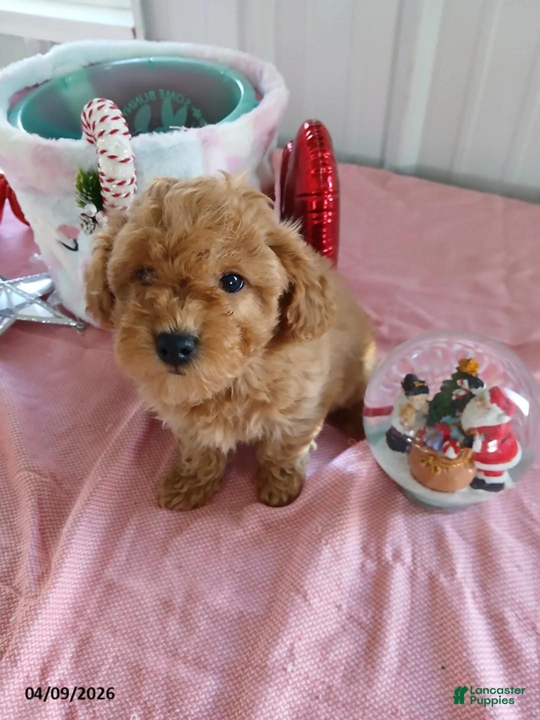 Maltipoo dogs for sale: Melody - Ad 1