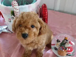 Maltipoo dogs for sale: Melody - Ad 4