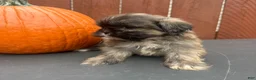 Shih Tzu dogs for sale: Waffle - Ad 7