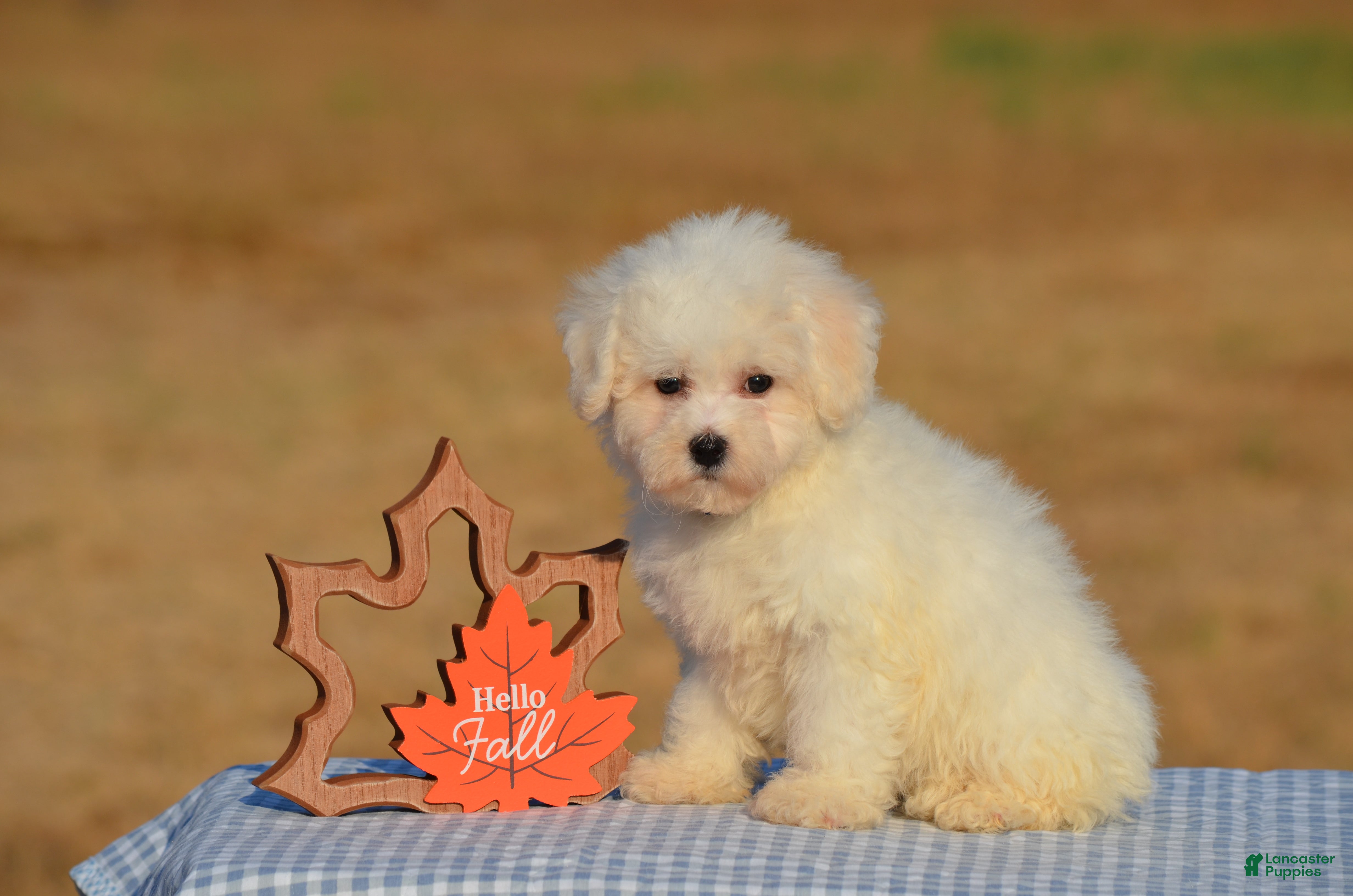 Bichon Frise dogs for sale: Tiffany - Ad 1
