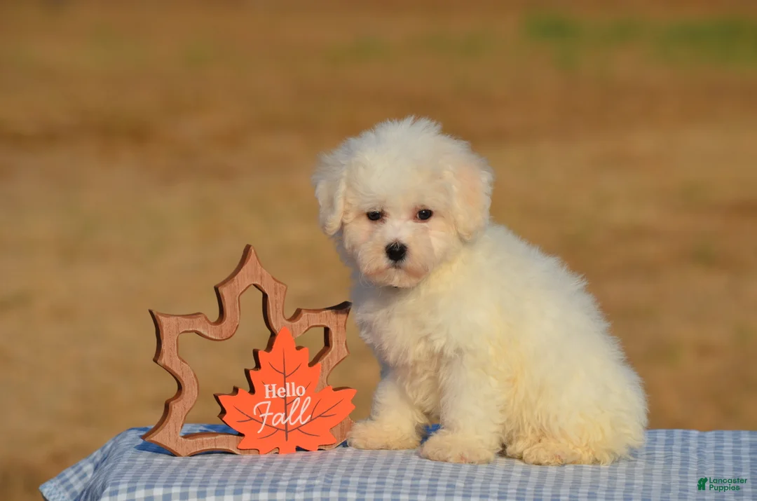 Bichon Frise dogs for sale: Tiffany - Ad 1