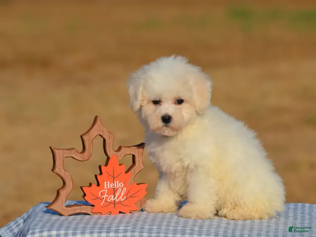 Bichon Frise dogs for sale: Tiffany - Ad 1