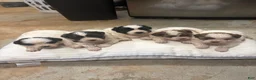 Mixed Breed dogs for sale: King - Ad 9