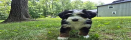 Bernedoodle dogs for sale: Ranger - Ad 4