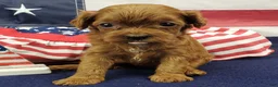 Cavapoo dogs for sale: Suki - Ad 3
