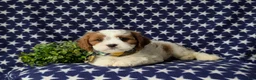 Cavapoo dogs for sale: Sinclair - Ad 5