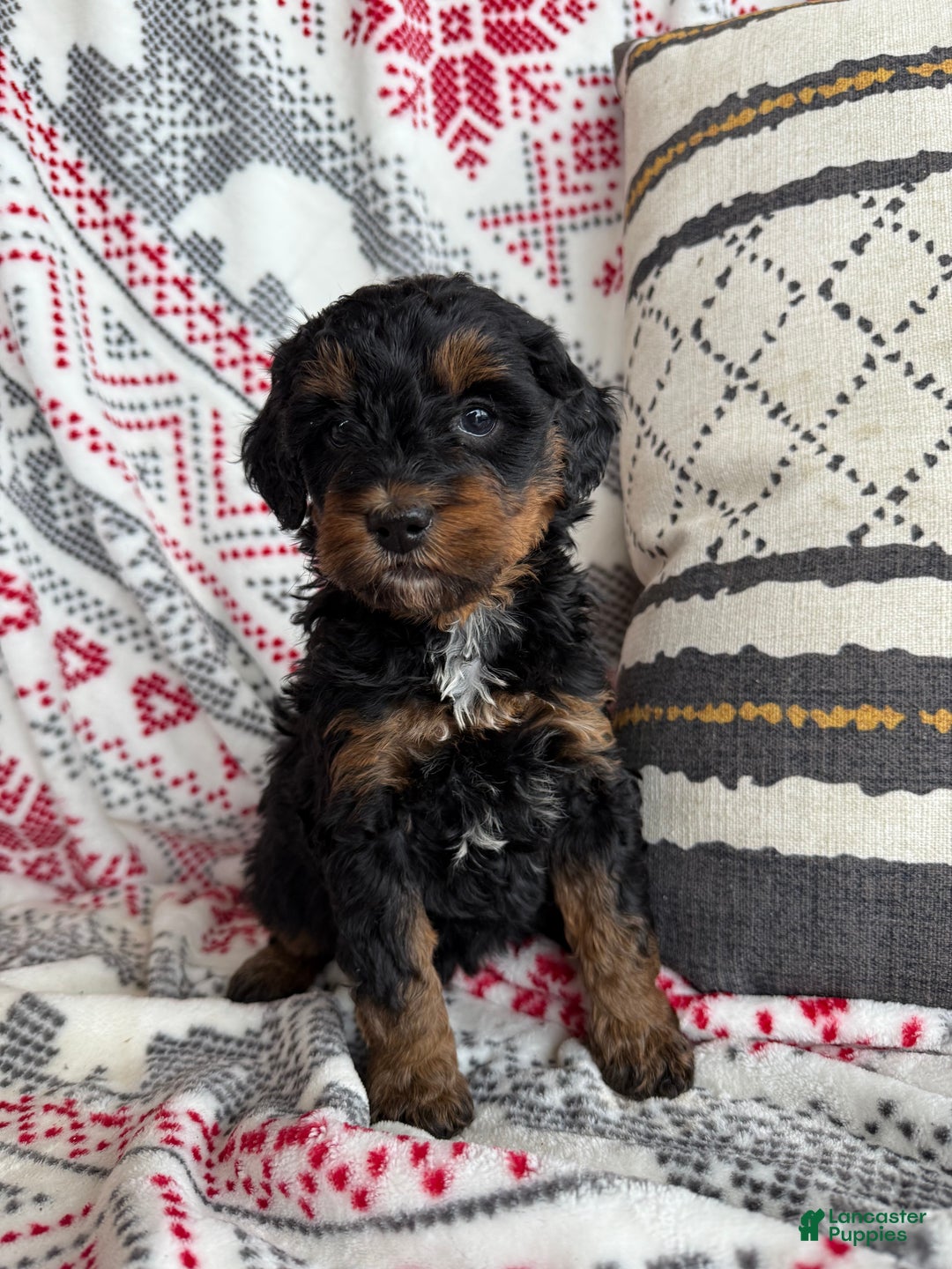 Mini Bernedoodle dogs for sale: Carly - Ad 2