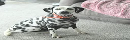 Dalmatian dogs for sale: Buster - Ad 4
