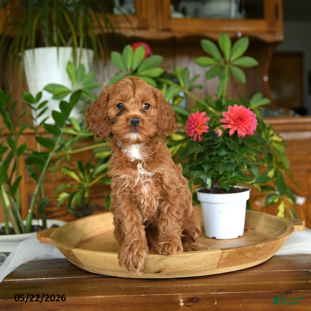 Cockapoo dogs for sale: Willow - Ad 5