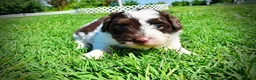 Havapoo dogs for sale: Teddy - Ad 7