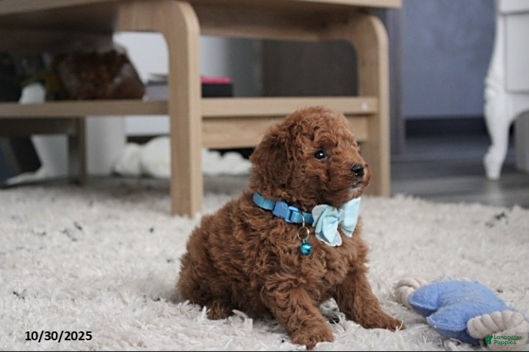 Toy Poodle dogs for sale: Patrick - Ad 17