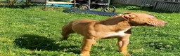 American Bully dogs for sale: Bella - Ad 13