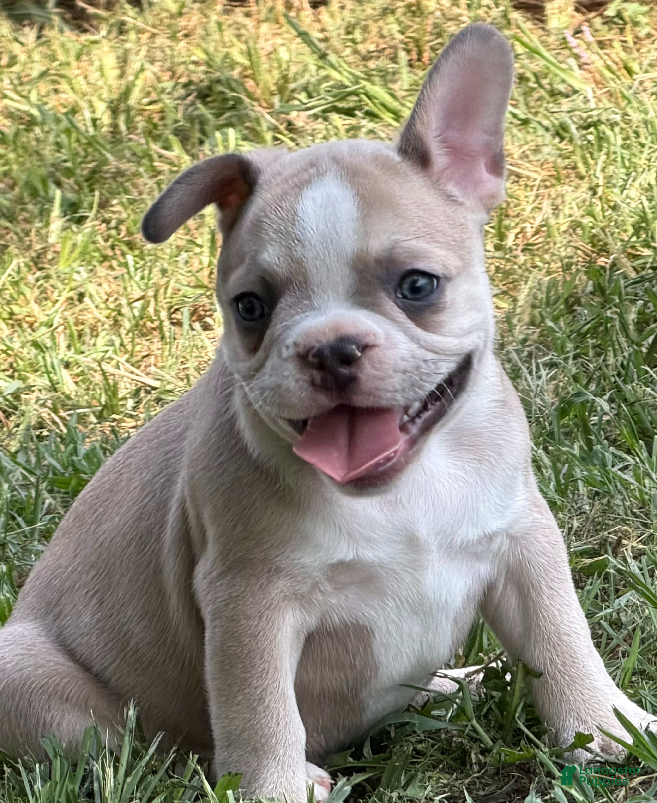 French Bulldog dogs French Bulldog 2 - Ad 42