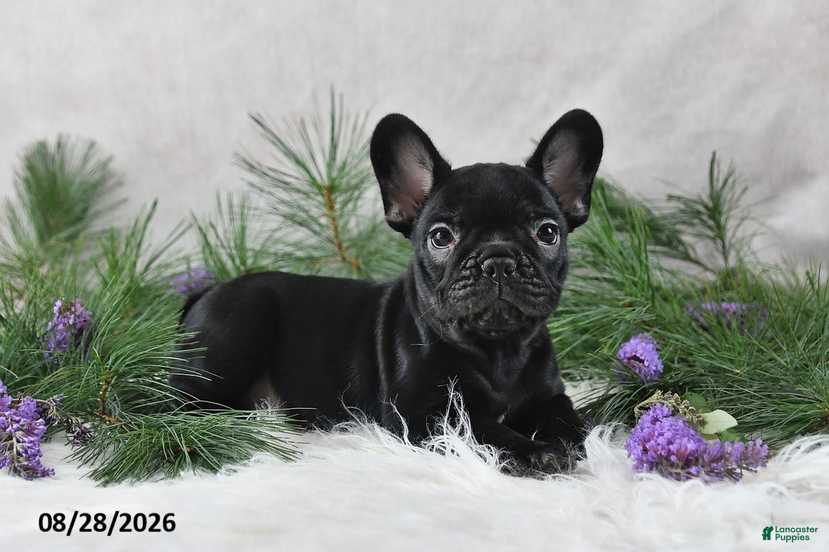 Frenchton dogs Marshal - Ad 2